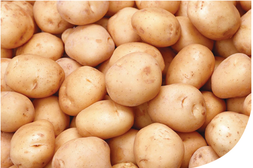 High-Quality Potatoes